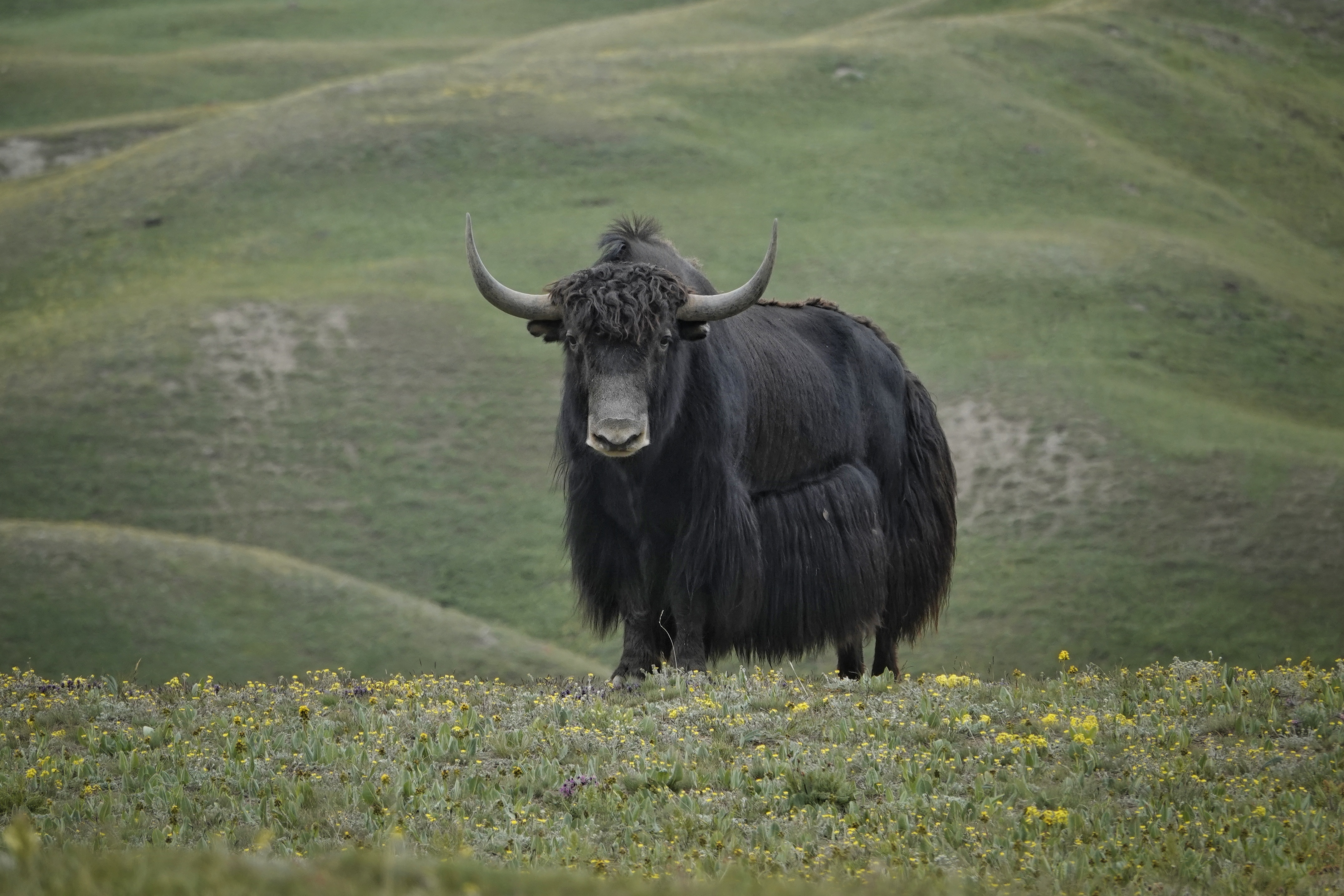 Yak dans les montagnes du Kirghizistan